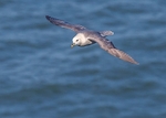 Fulmar 2
