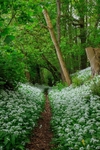 Cadora Woods