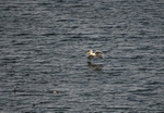 Dalmatian Pelican