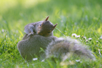 Grey Squirrel  _AN082