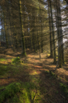 Sunlit forest path