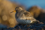 Purple Sandpiper keeps an eye on the skies above