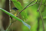 Grey-headed Tanager, Osa Peninsula, Costa Rica