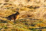 hare Lepus europaeus-4295-2