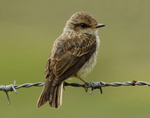 Vermillion Flycatcher juvenile