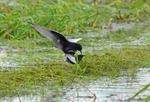 White-winged Black Terns