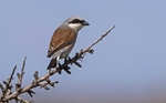 Red Backed Shrike