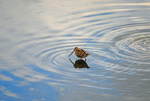Common Snipe