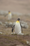 King Penguin approaches, Saunders Island, Falklands