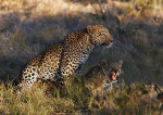 Mating leopards