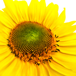 COLOUR -  WEEK #32