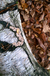 Buchan Park 2 - 09