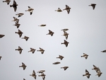 Snow Buntings