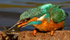KINGFISHER no 18
