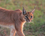 Caracal portfolio