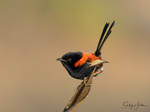 Red Wren Male 7