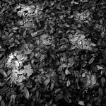 Dappled Leaves