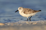 Sanderling (non-breeding adult), Fort De Soto, Florida