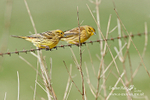Siskin 120313 1