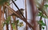 FLB009: Warbler