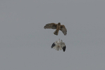 Hen Harrier  (pair)