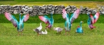 05 20x48 canvas 2021-623Cp Punk Geese Achill Island Co Mayo