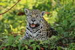 Adult female Jaguar on river bank, Mato Grosso, Brazil