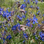 Summer forget-me-not (Anchusa azurea) 