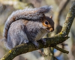 No.0041. Wandlebury Squirrel