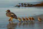 Sea Lion Island portfolio