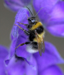 Bumble Bee