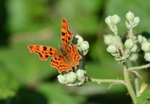 Comma