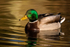 Mallard