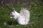 Albino Squirrel