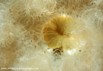 UML010: Plumose Anemone