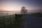 Early Mist