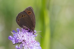 Bright Eyed Ringlet