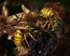 Feasting Wasps