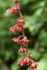 Dark-red Helleborine