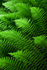 Backlit Ferns