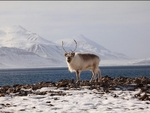 Reindeer