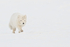 Running Arctic Fox, Svalbard, Norway