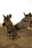 _84Y1211 Amboseli