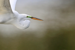 Great Egret flying close, Venice Rookery, Florida