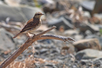 Australasian Pipit portfolio