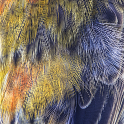 Birds portfolio