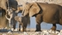 At the water hole