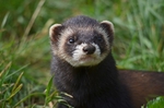 Polecat