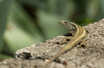 MADEIRA WALL LIZARD (ref M2)