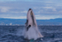 0A3A3587. Humpback Breach 15